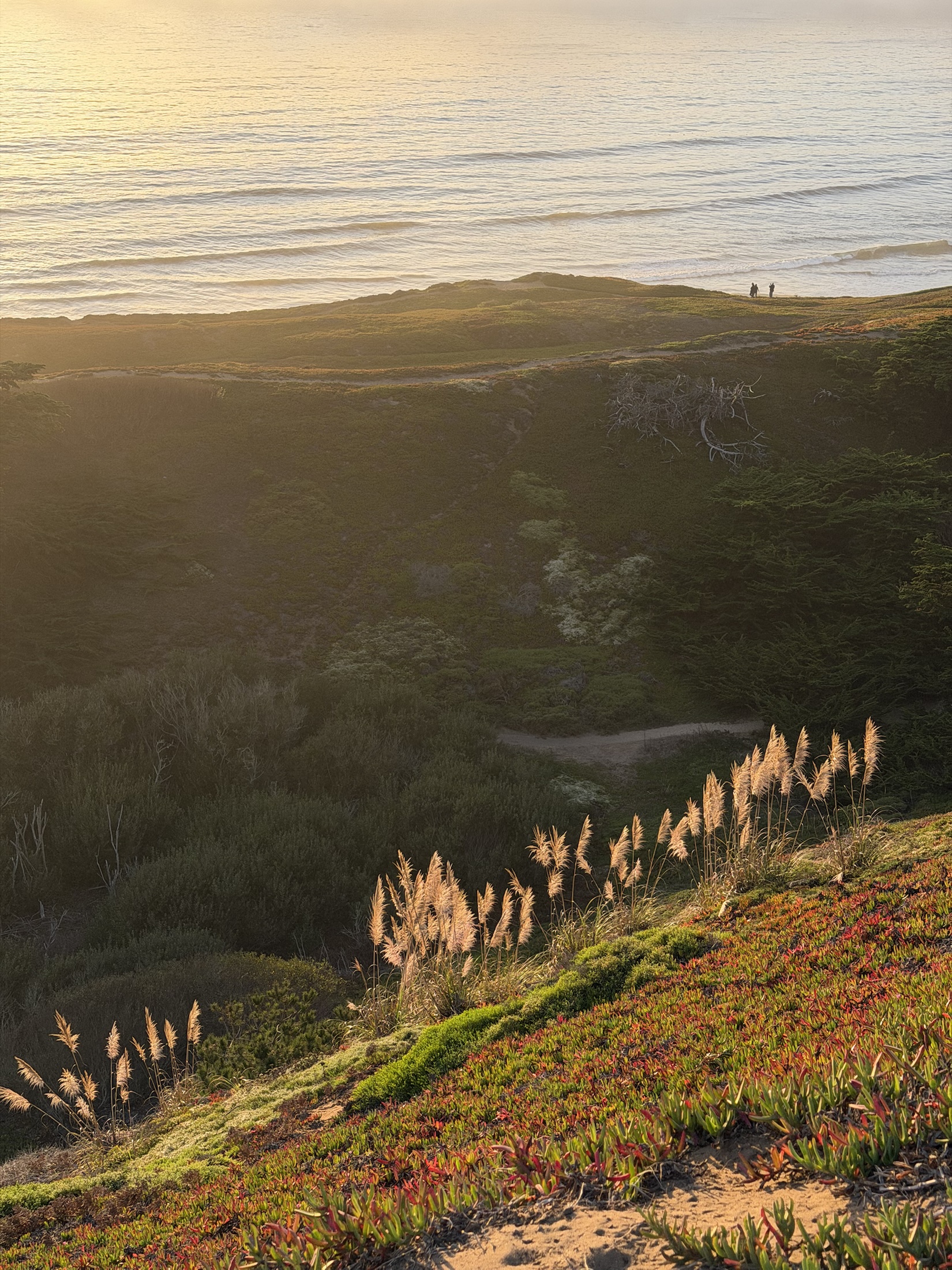 Wild grasses and flowers along a coastal hillside